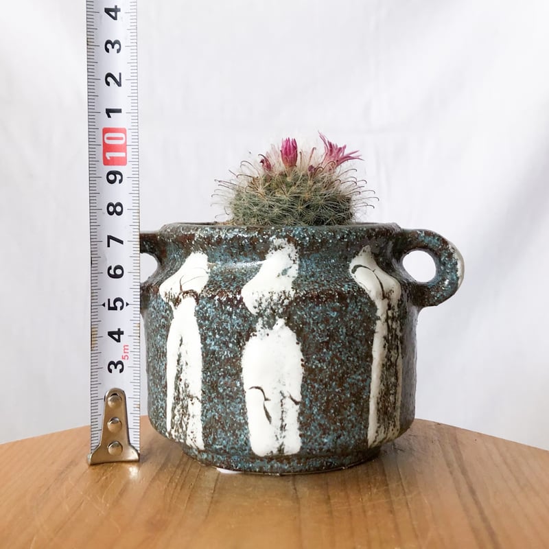 マミラリア グラッシー 鉢セット Mammillaria glassii サボテン 多肉
