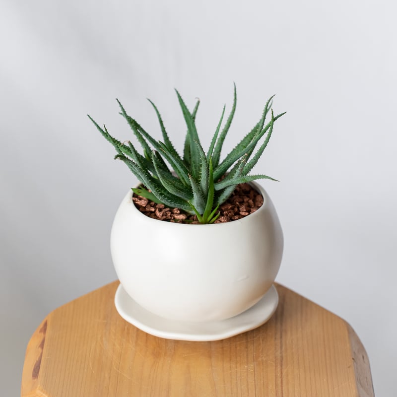 アロエ パルブラ 鉢セット Aloe parvula 多肉植物 珍奇植物 静岡