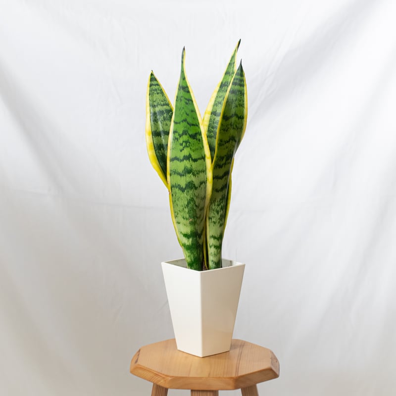 サンスベリア ローレンティー トラノオ Sansevieria trifasciata Lau