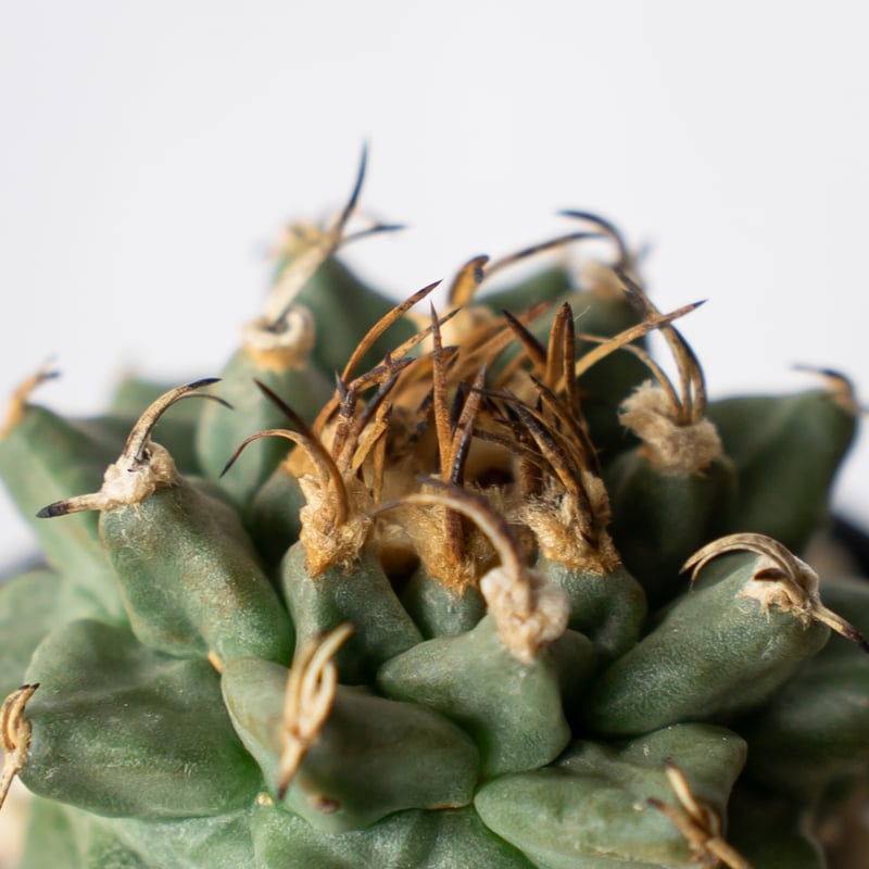 ツルビニカルプス アロンソイ 実生 Turbinicarpus alonsoi サボテン