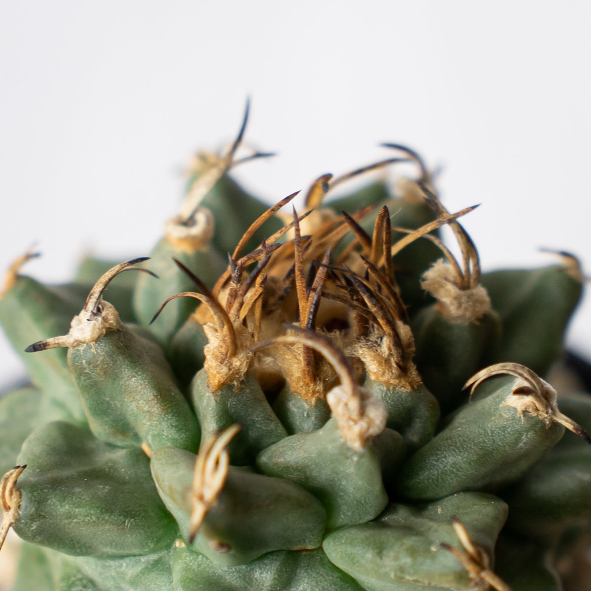 サボテン 多肉植物 ツルビニカルプス ★★実生　アロンソイ★★ ツルビニカルプス アロンソイ 実生 寄せ植え Turbinicarpus alonsoi