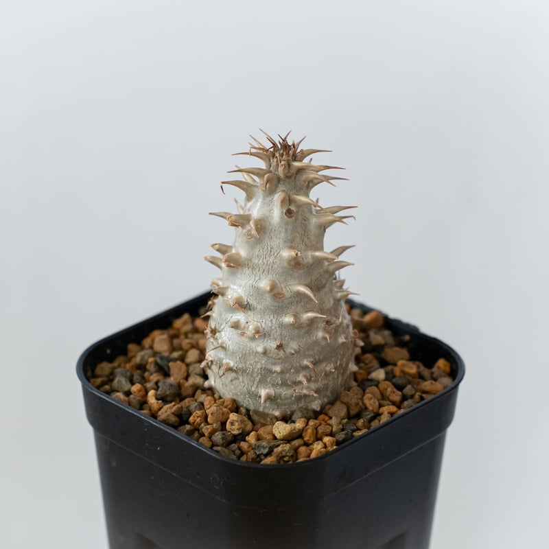 パキポディウム マカイエンセ 実生 pachypodhium makayense 魔界玉 塊根