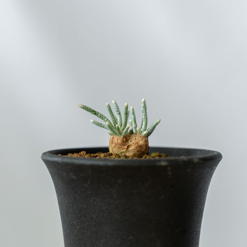 稀少・赤花】3 うつぼ錦 アボニア クイナリア コーデックス 冬型 塊根