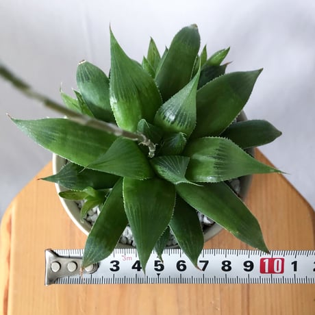 ハオルチア 鉢セット Haworthia 多肉植物 珍奇植物 静岡 ANTIDOTE 通販 S1336