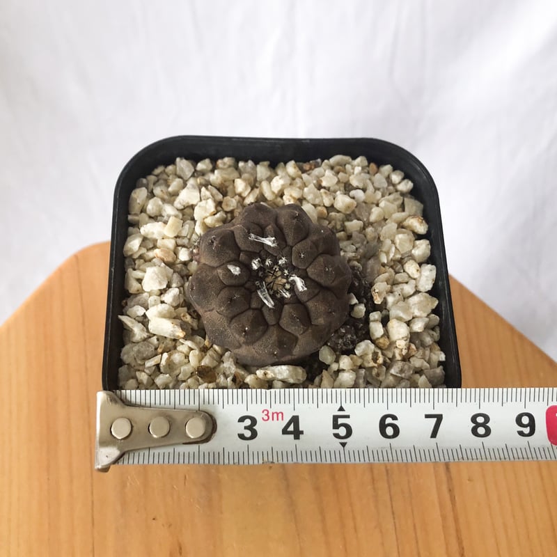 コピアポア ヒポガエアリザードスキン Copiapoa hypogaea