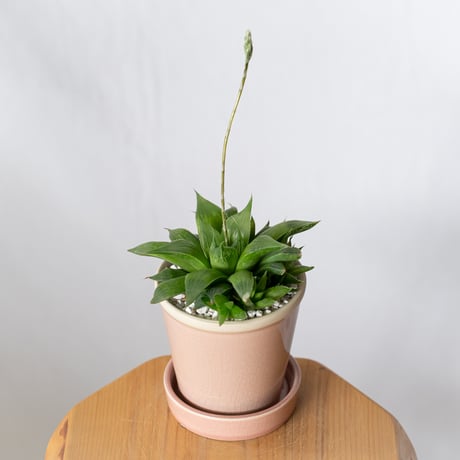 ハオルチア 鉢セット Haworthia 多肉植物 珍奇植物 静岡 ANTIDOTE 通販 S1336