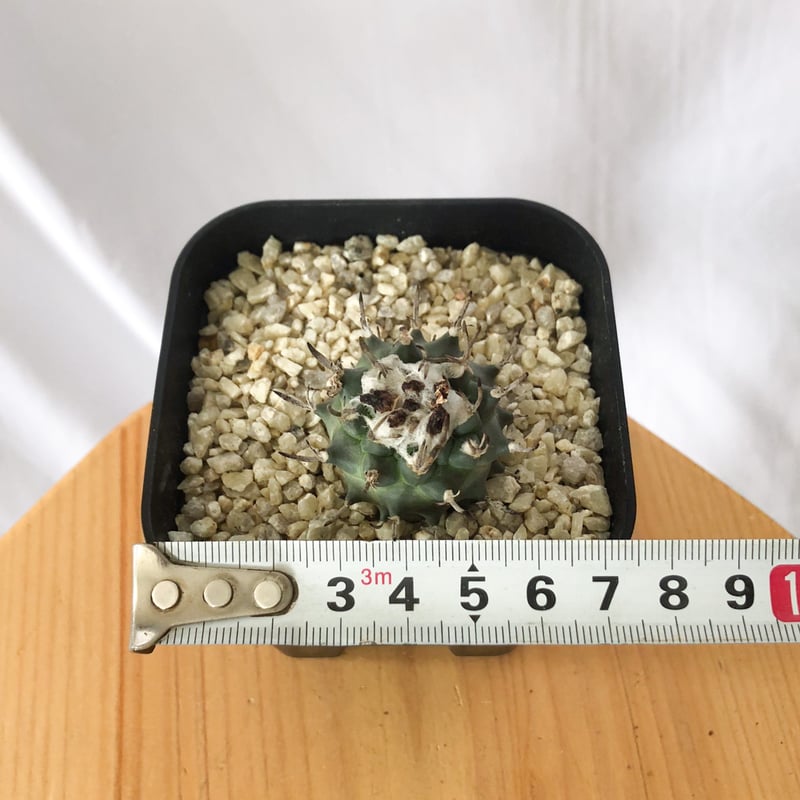 ツルビニカルプス 昇竜丸 実生 Turbinicarpus Schmiedickeanus サ