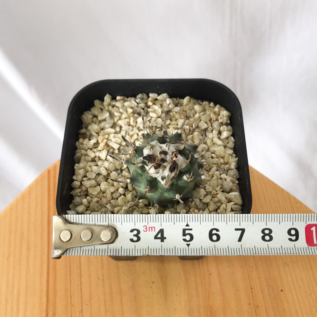 ツルビニカルプス 昇竜丸 実生 Turbinicarpus Schmiedickeanus サ
