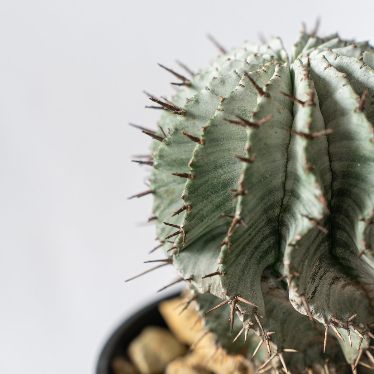 大株 特白 ユーフォルビア 関上 ホリダ ユーフォルビア 関上ホリダ Euphorbia horida SEKIGAMI 多肉植物