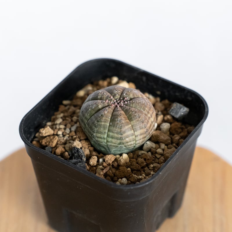 ユーフォルビア オベサ 実生 Euphorbia obesa 多肉植物 珍奇植物 静岡