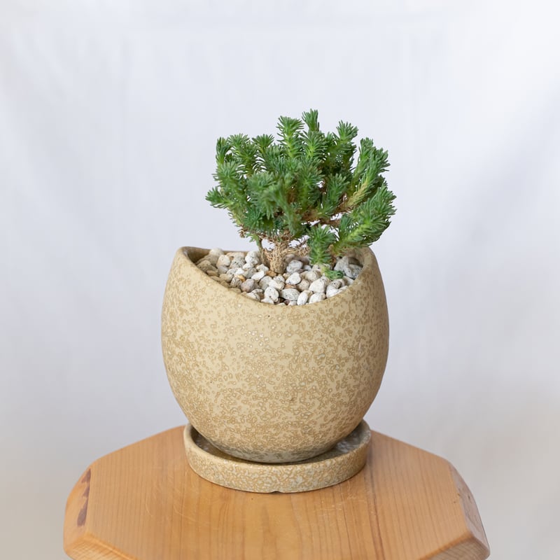 ユーフォルビア ムルチセプス 鉢セット 多頭キリン Euphorbia
