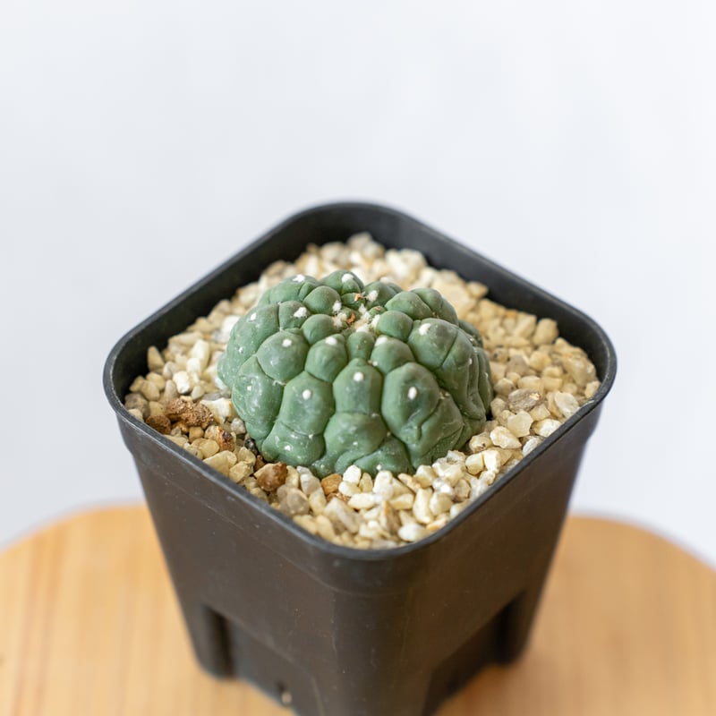 その他 OZWRT Spirit of Astrophytum OZWRT Spirit of Astrophytum