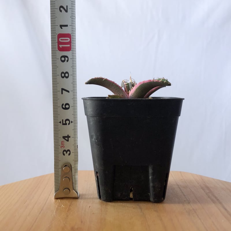 アガベ チタノタ シーザー 白覆輪【発根管理中】 TC Agave titanota