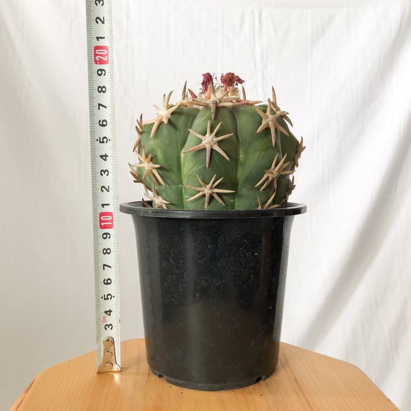 エキノカクタス 白棘翠平丸 接ぎおろし Echinocactus