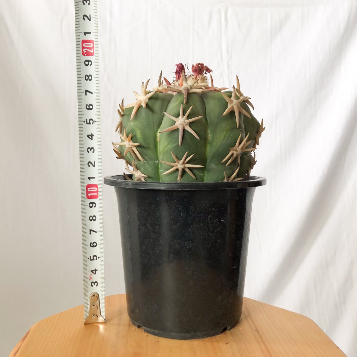 エキノカクタス 白棘翠平丸 接ぎおろし Echinocactus