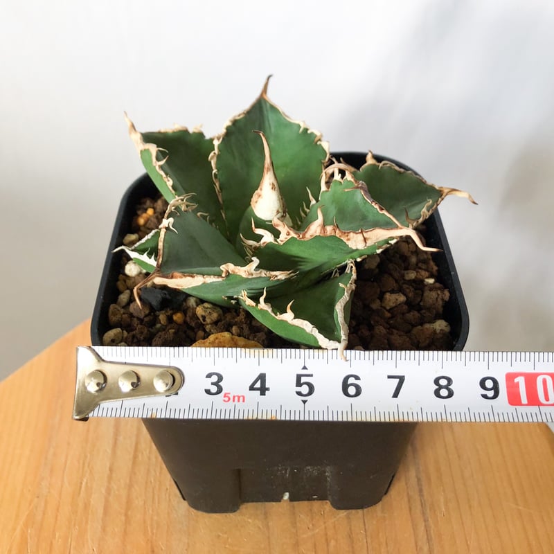 アガベ チタノタ 緑幽霊【発根管理中】 Agave titanota TC株 多肉植物