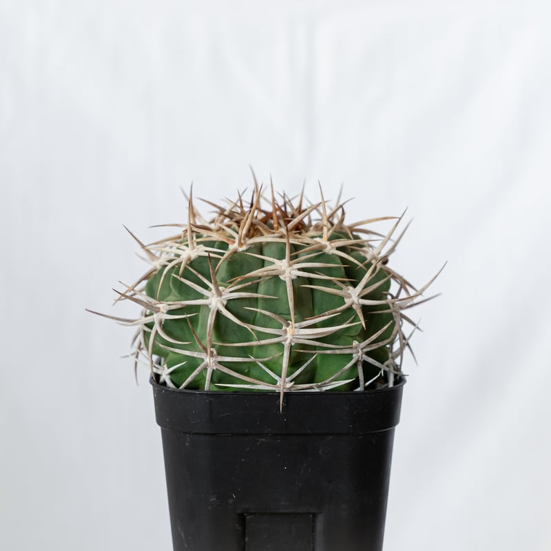 ギムノカリキウム フェロシオール 美株 実生 Gymnocalycium