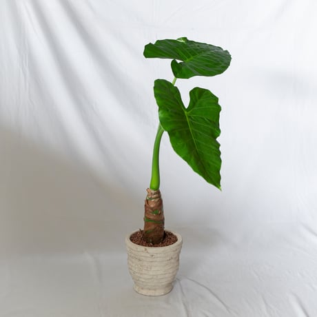 アロカシア クワズイモ 鉢セット Alocasia odora 観葉植物 静岡 ANTIDOTE 通販 S1329
