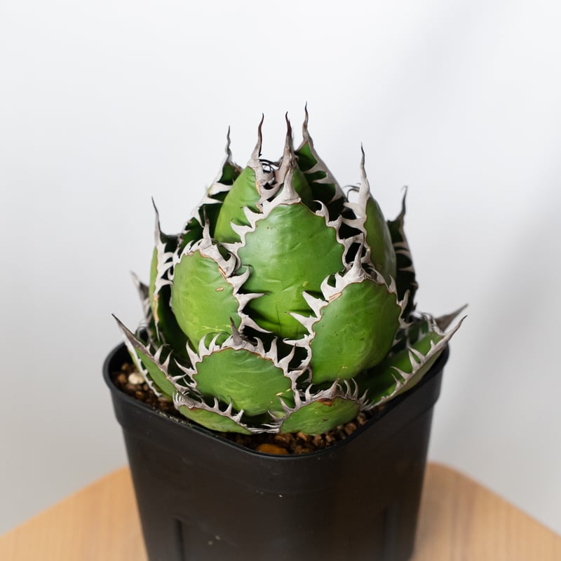 アガベ ホリダ 美株 【発根管理中】OC株 Agave horrida 多肉植物 珍奇