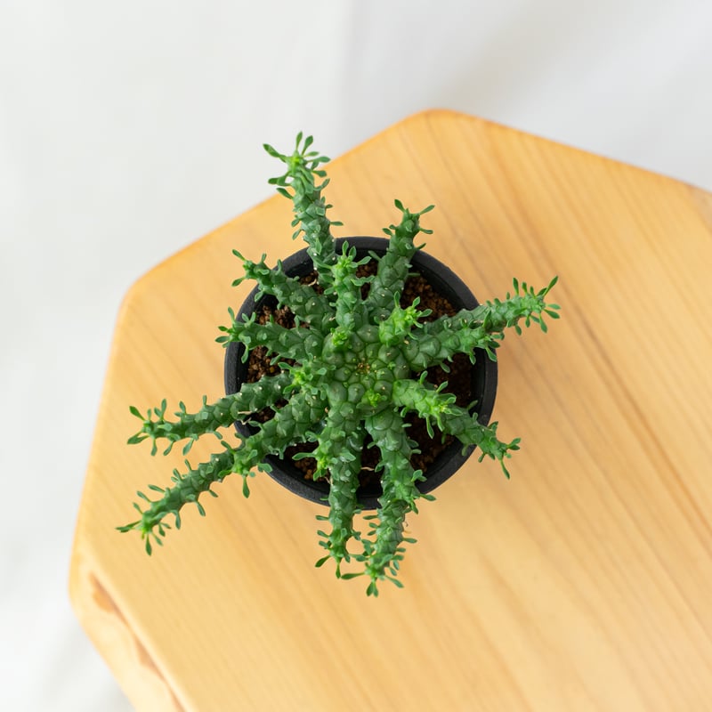 ユーフォルビア ゴルゴニス 金輪際 実生 Euphorbia gorgonis