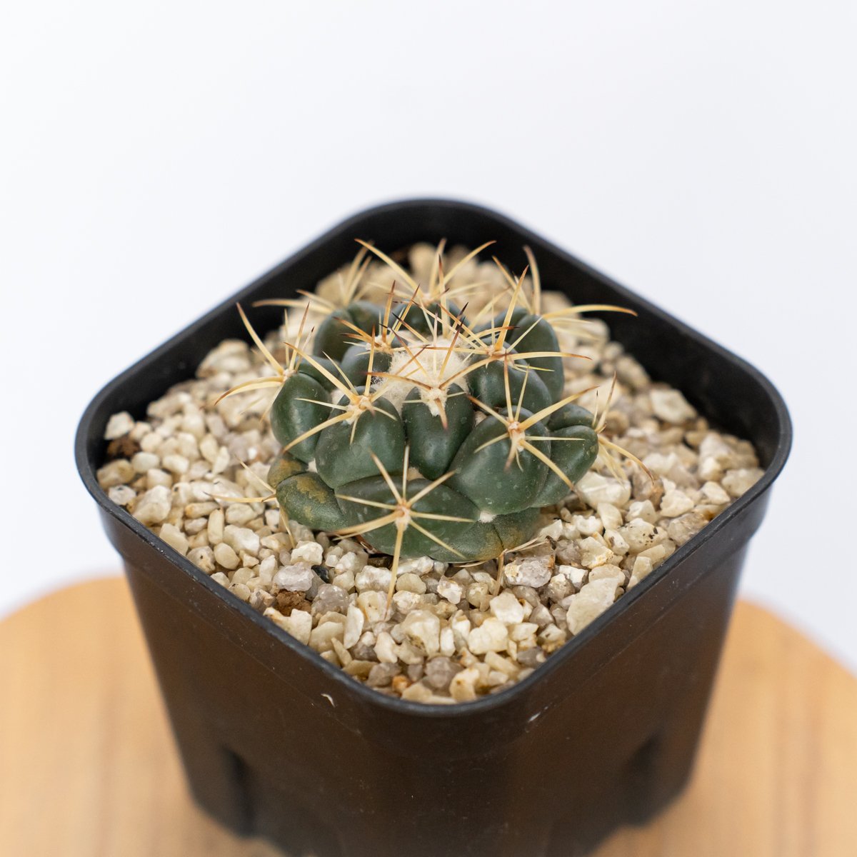 【希少】コリファンタ象牙丸 棘無し 国内実生 塊根植物 サボテン コリファンタ 象牙丸 実生 Coryphantha elephantidens サボテン 多肉