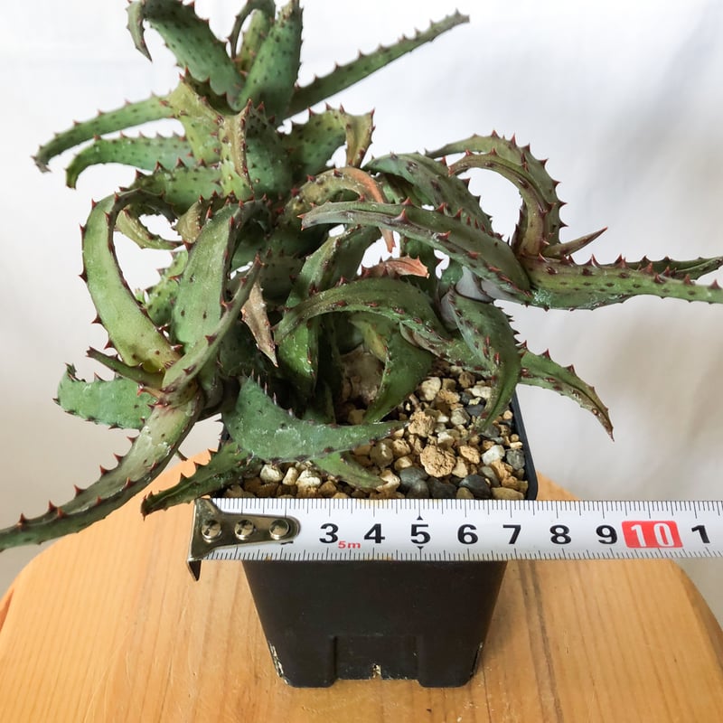 アロエ カスティロニアエ Aloe A.castilloniae 多肉植物 珍奇植物 静岡