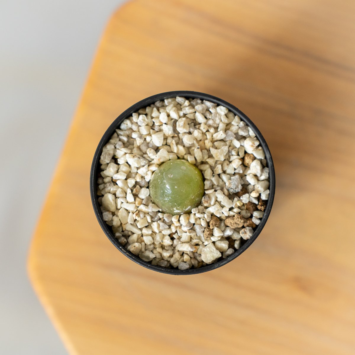 コノフィツム ブルゲリ Conophytum burgeri 多肉植物 珍奇植物 静岡 ANT