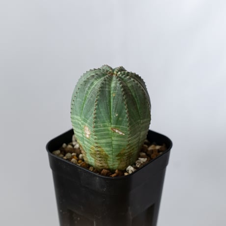 ユーフォルビア オベサ 実生 Euphorbia obesa 多肉植物 珍奇植物 静岡 ANTIDOTE 通販 S1431