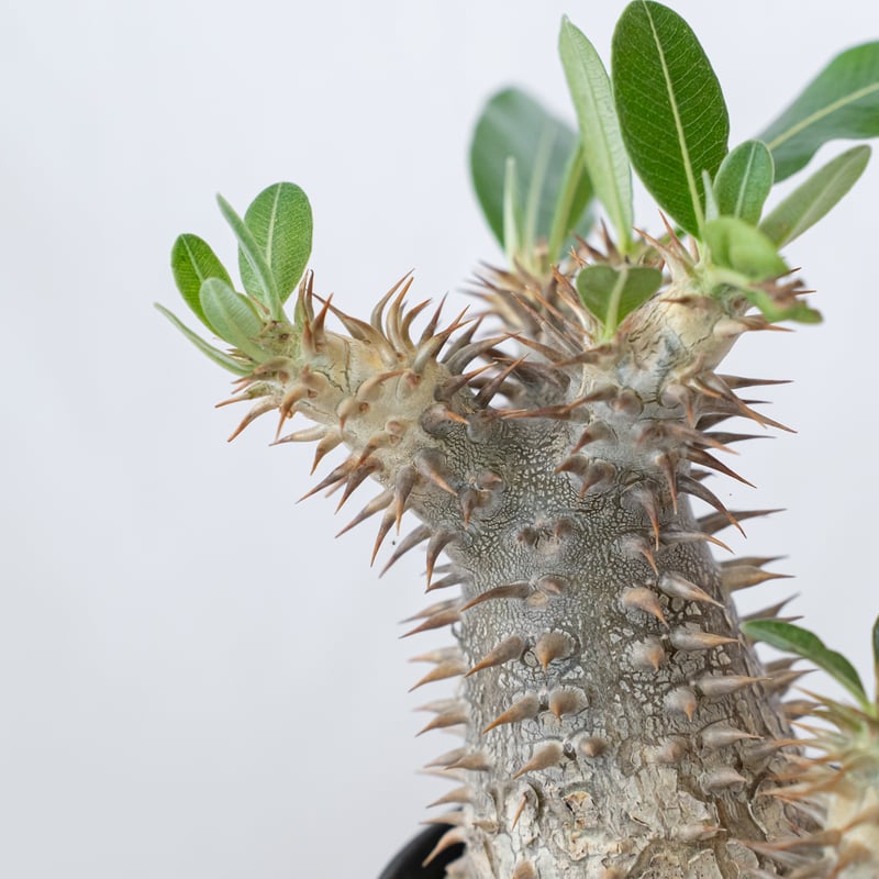 パキポディウム ブレビカリックス 実生 densiflorum var. brevicalyx