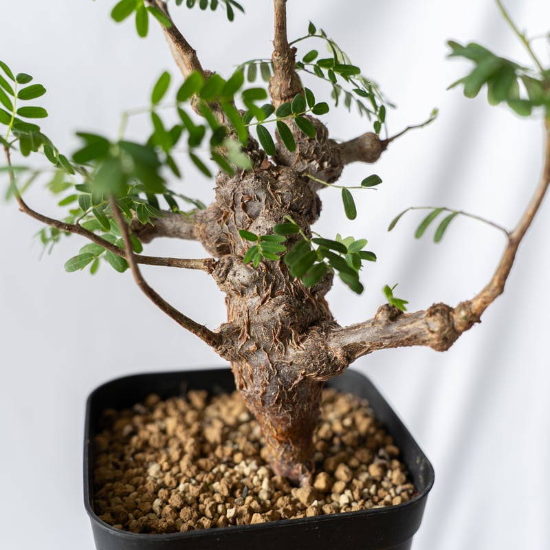 センナ メリディオナリス Senna Meridionalis コーデックス 塊根植物