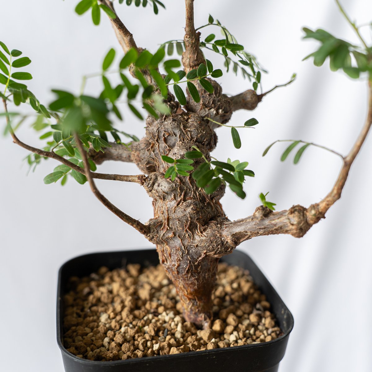 センナ メリディオナリス Senna Meridionalis コーデックス 塊根植物