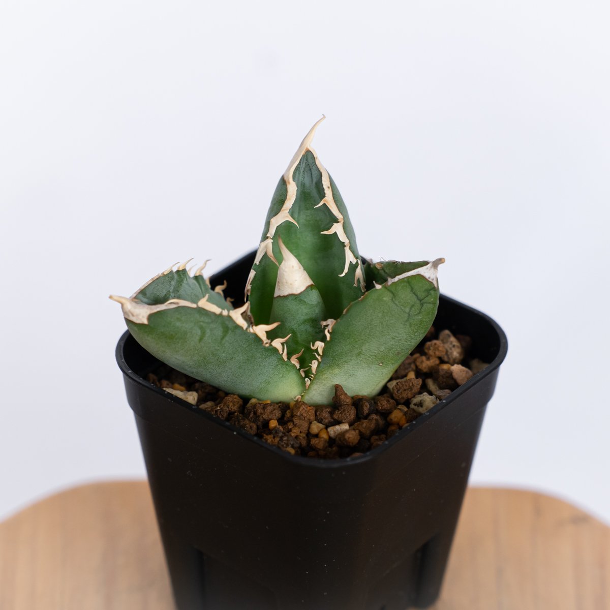 アガベ チタノタ 大白鯊 ホオジロザメ【発根管理中】TC株 Agave