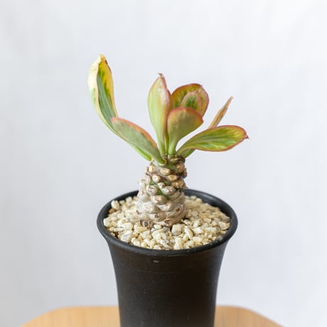 ユーフォルビア ポイゾニー錦  Euphorbia poissonii 多肉植物 珍奇植物 静岡 ANTIDOTE 通販 S558