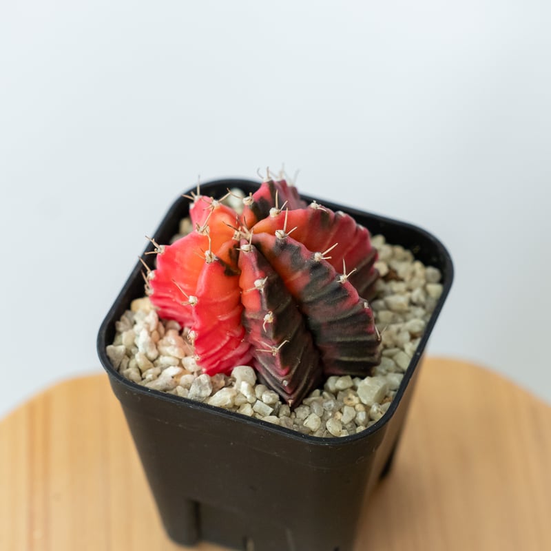 ギムノカリキウム ミハノビッチ 実生 緋牡丹錦 ヒボタンニシキ