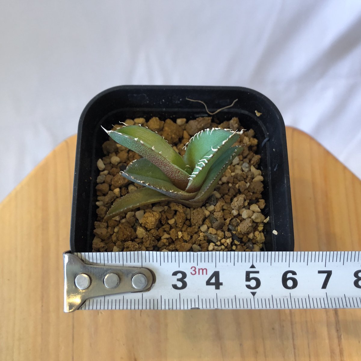 アガベ チタノタ 白豪刺【発根管理中】 Agave titanota TC株 多肉植物