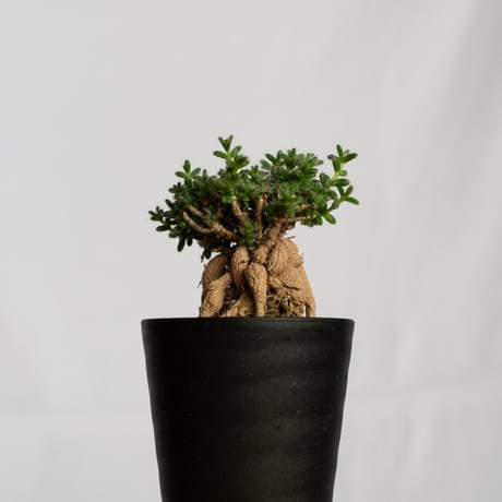 トリコディアデマ ブルボスム 姫紅子松 実生 Trichodiadema bulbosum 盆栽 塊根植物 コーデックス 多肉植物 珍奇植物 静岡 ANTIDOTE 通販 S1277