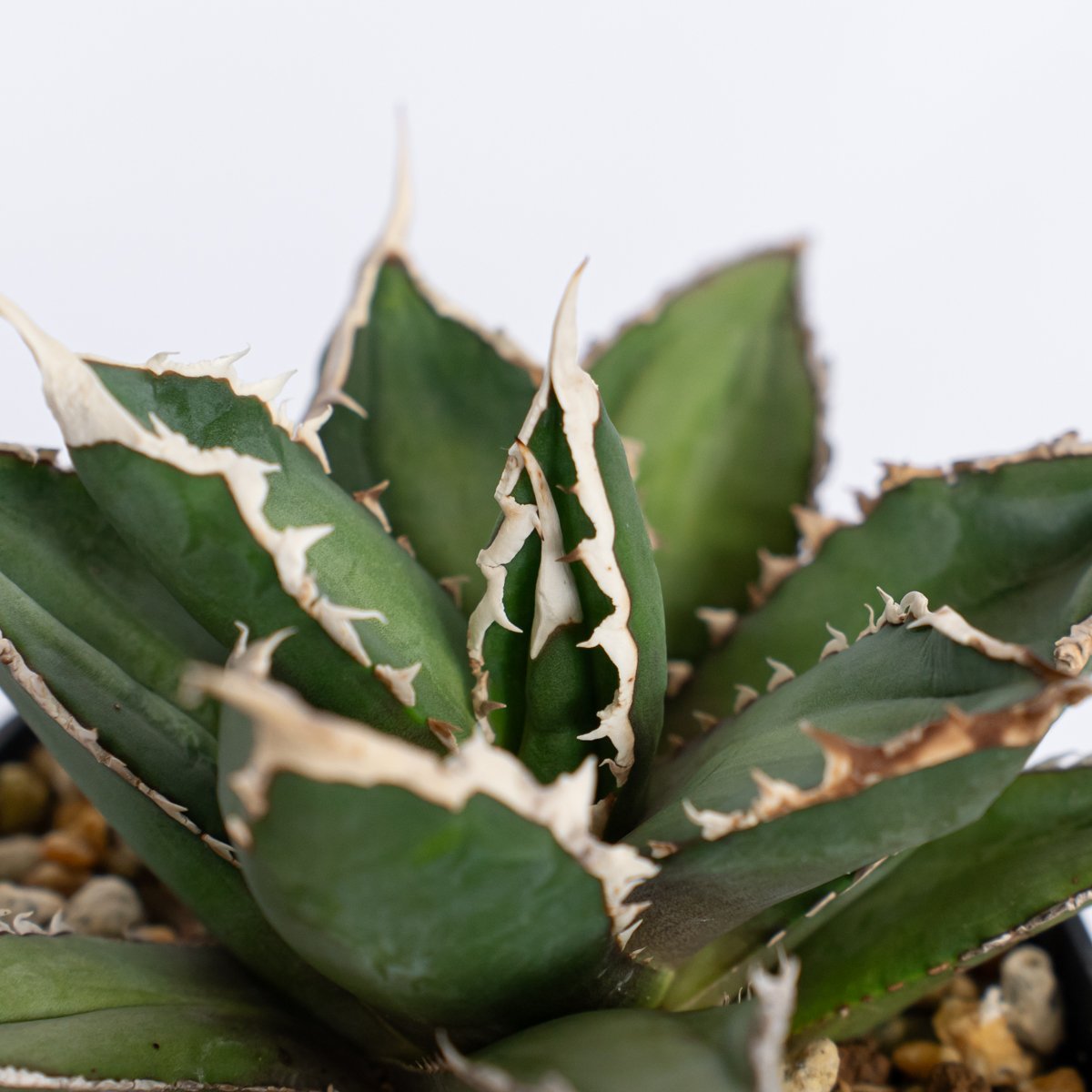 アガベ チタノタ 狼人 OC株 Agave titanota Werewolf 多肉植物 珍