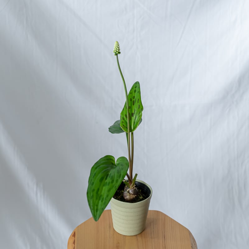 その他観葉植物 moomooo 観葉植物 – AONOKI