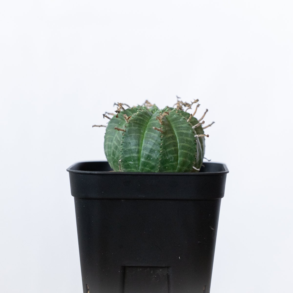 ユーフォルビア バリダ 実生 Euphorbia super valida 多肉植物 珍奇植物