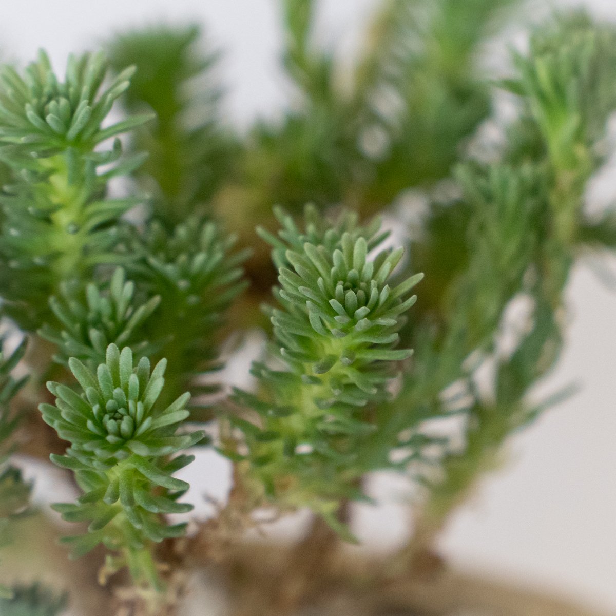 ユーフォルビア ムルチセプス 鉢セット 多頭キリン Euphorbia