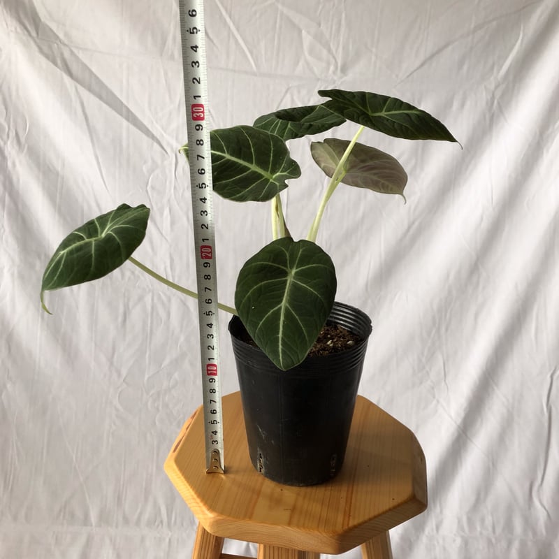アロカシア ニンジャ Alocasia 観葉植物 静岡 ANTIDOTE 通販 S42 |