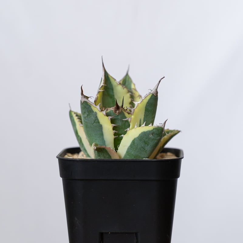 アガベ チタノタ スナグルトゥース OC株【発根管理中】Agave