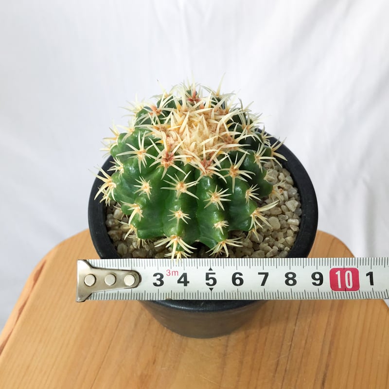 エキノカクタス 短刺金鯱 美株 実生 Golden ball cactus サボテン 多肉