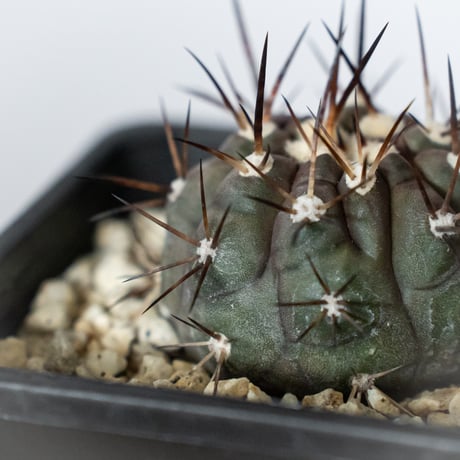 コピアポア 黒王丸 Copiapoa cinerea サボテン 多肉植物 珍奇植物 静岡 ANTIDOTE 通販 S1471