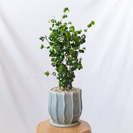 ベンジャミン バロック Ficus benjamina barok 観葉植物 インテリアグリーン 静岡 ANTIDOTE 通販 S1189