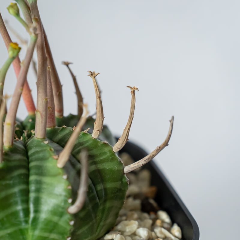 ユーフォルビア スーパーバリダ 実生 雄株 美株 Euphorbia super valida