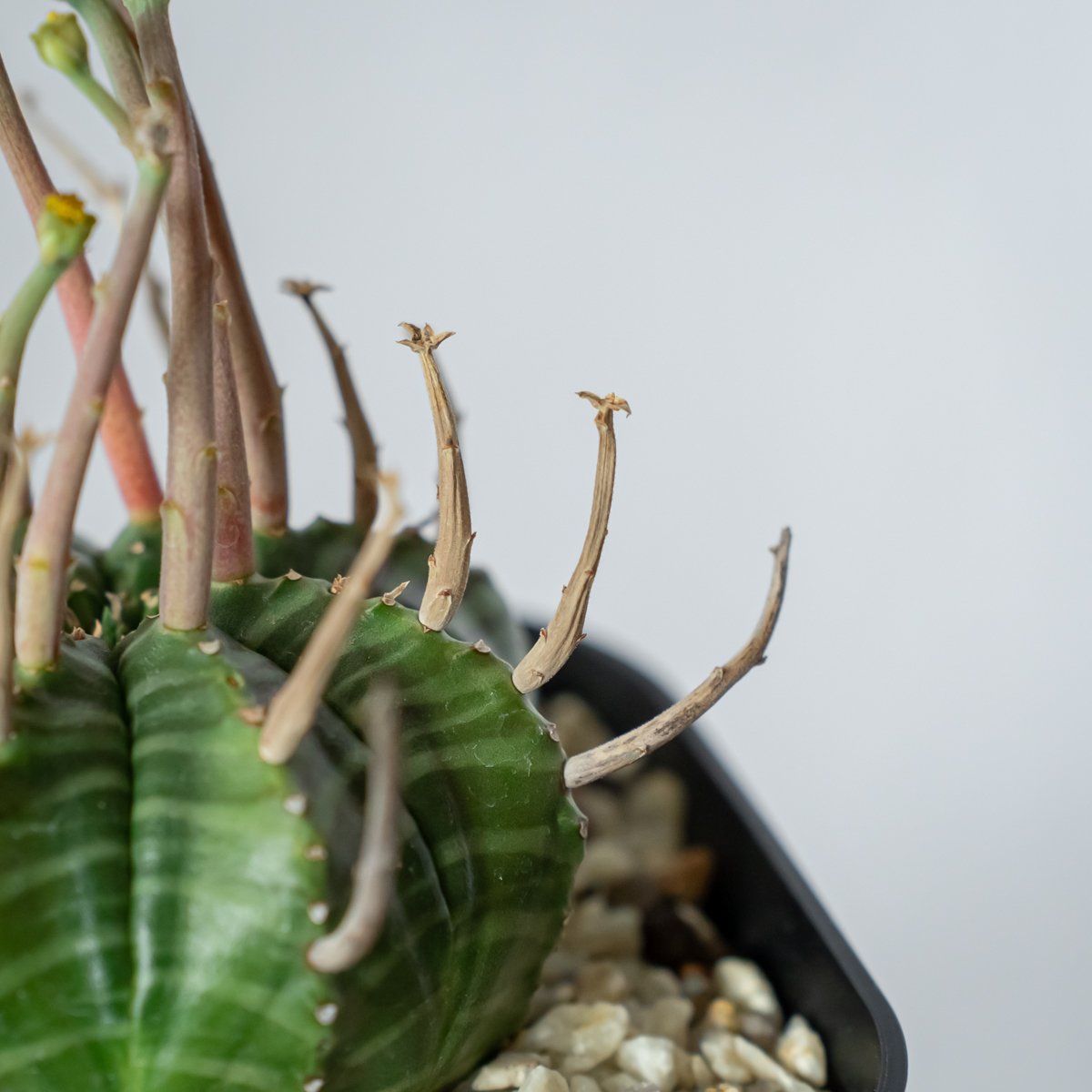 ユーフォルビア スーパーバリダ 実生 雄株 美株 Euphorbia super valida