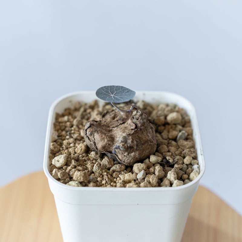 ステファニアカーウィーサキー Stephania Kaweesakii .sp Nova 塊