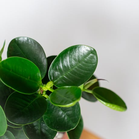 パンダガジュマル タイワンガジュマル 鉢セット Ficus microcarpa キジムナー 多幸の木 鉢セット 観葉植物 塊根植物 静岡 ANTIDOTE 通販 S1332