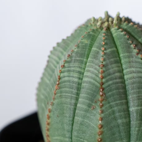 ユーフォルビア オベサ 実生 Euphorbia obesa 多肉植物 珍奇植物 静岡 ANTIDOTE 通販 S1490